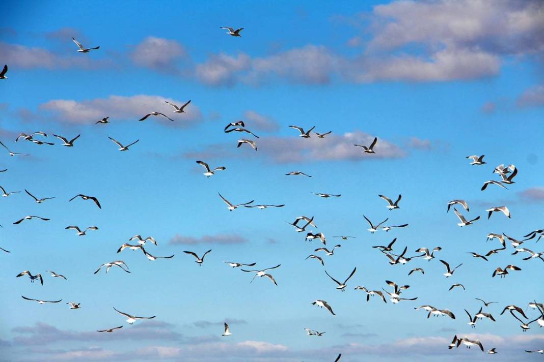 'Katil martı' paniği: Güvercinleri kurabiye gibi yiyorlar! 10